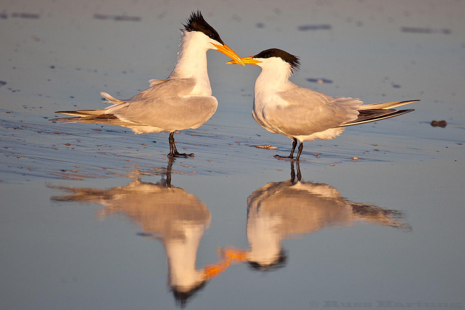 Royal Tern couple - Anna Maria Island, Florida. 