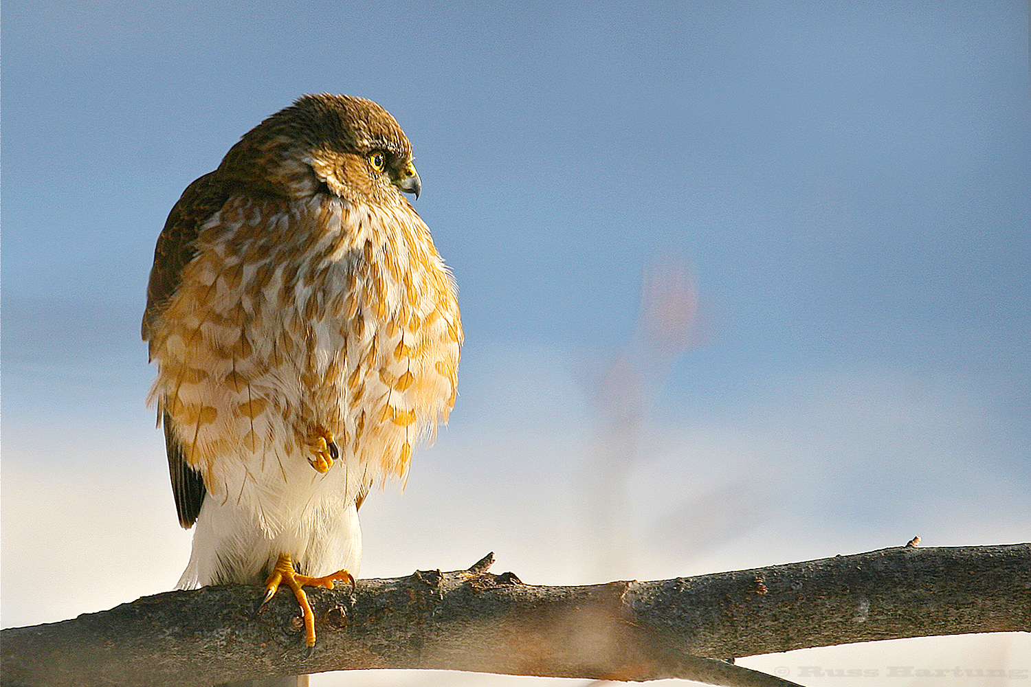 Sharp-shinned hawk waiting near the bird feeders. 