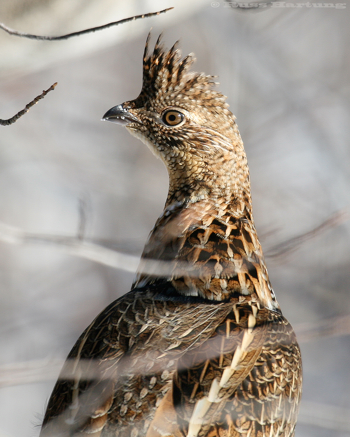 Ruffed Grouse outside my window. 