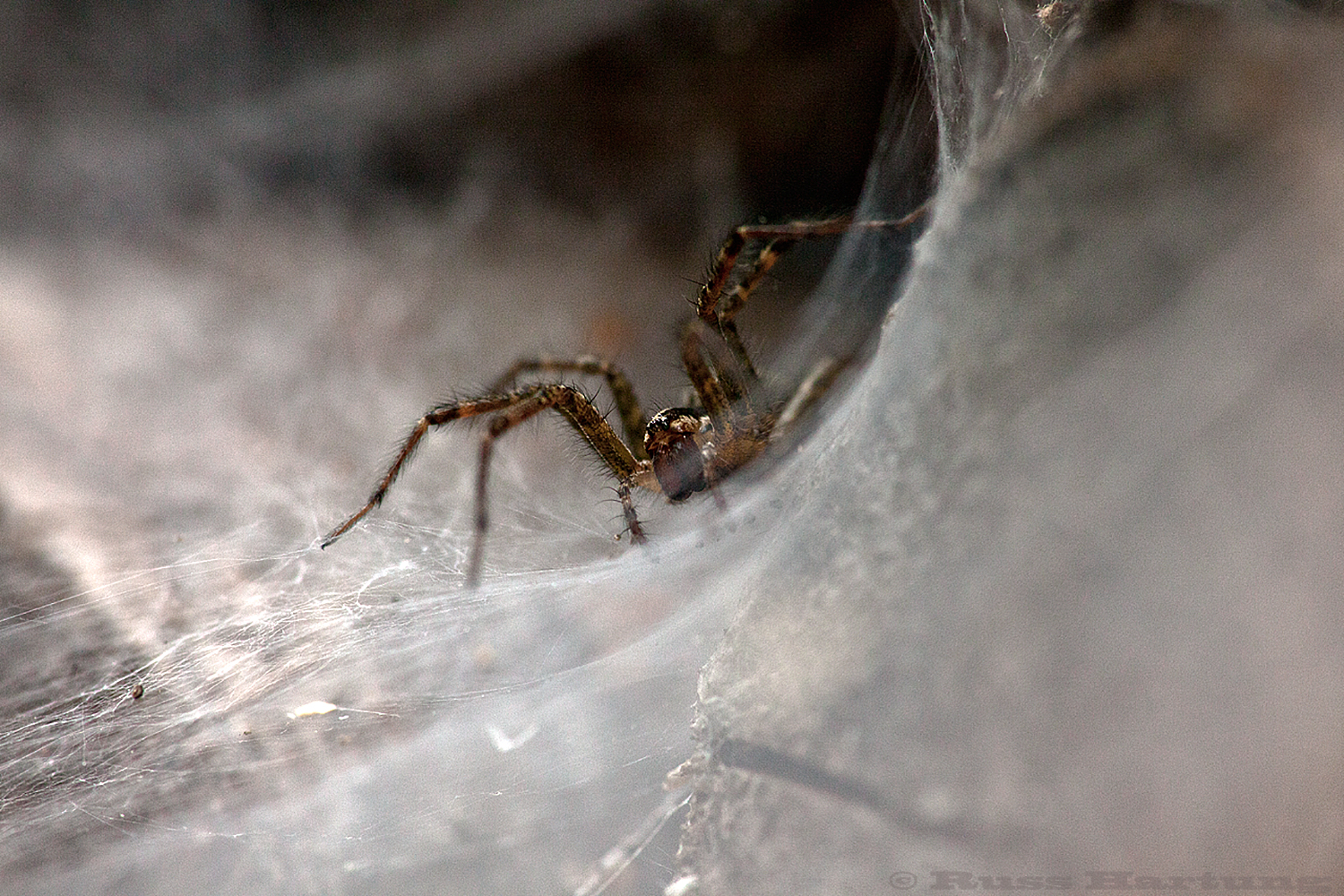 I was looking for Monarch chrysalises and was being eaten by mosquitos when I saw this guy's web. So I started throwing mosquitos into his web. He seems to be waiting for another mosquito. 