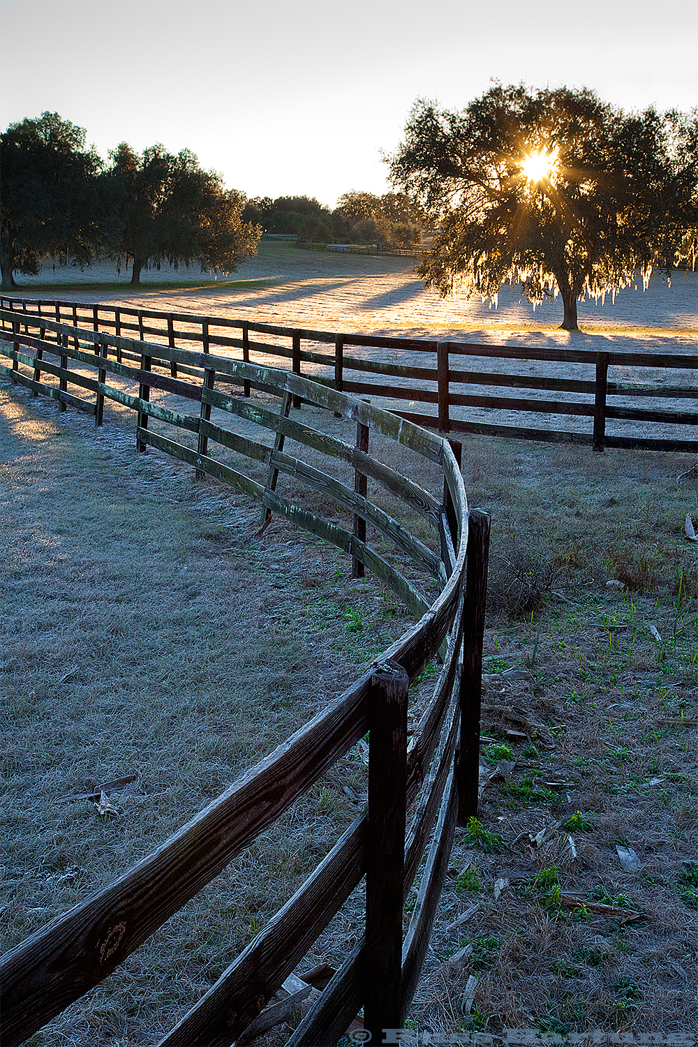 Horse farm at sunrise. Central Florida. 