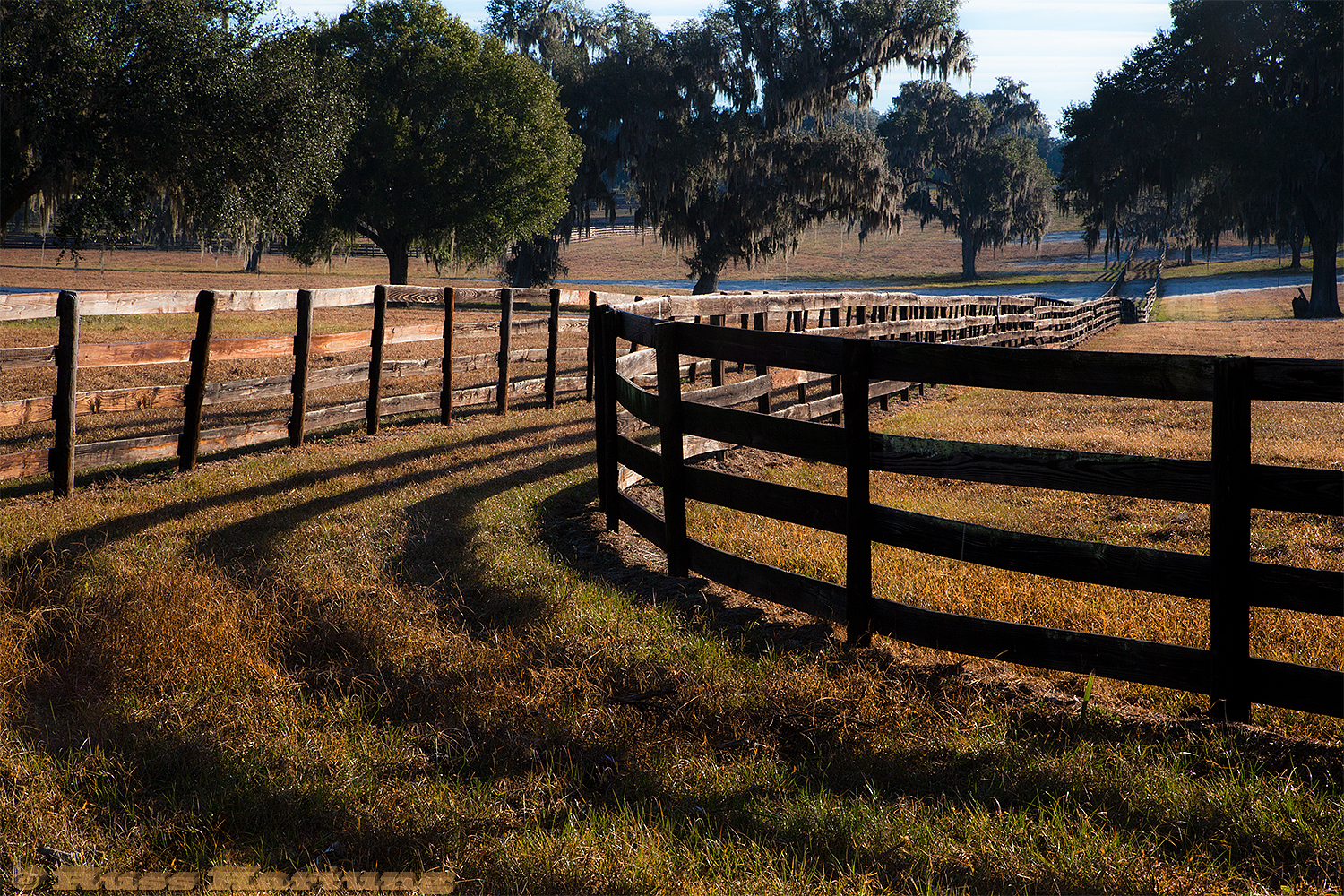Horse farm in central Florida. 