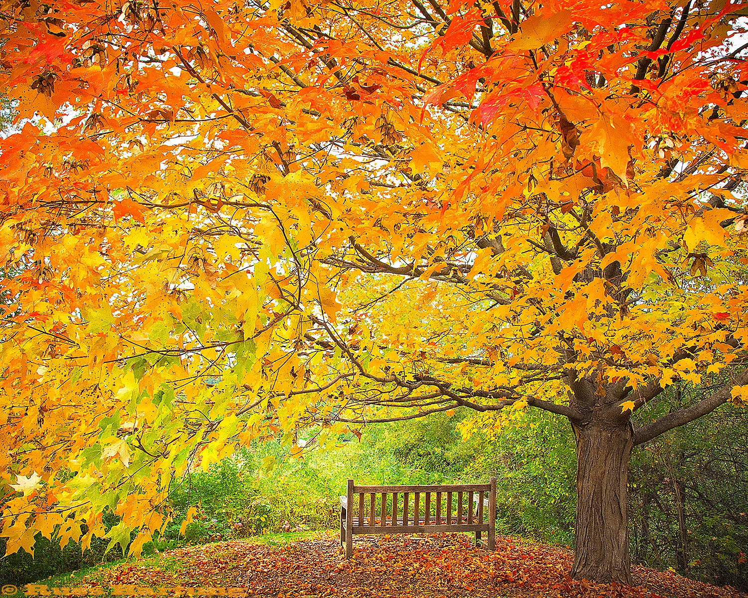 Peak foliage season at the Cornell Plantations - Ithaca, New York.