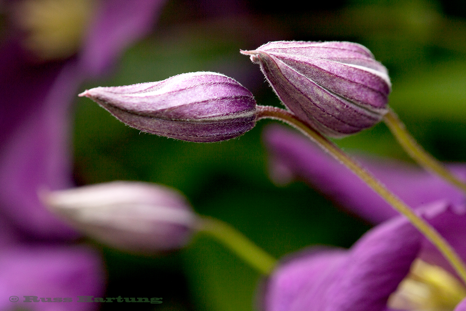 Clematis buds. 