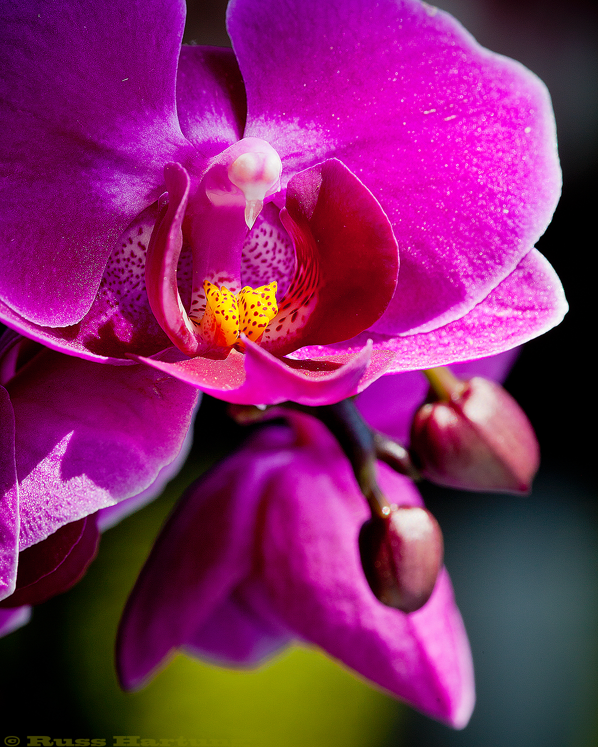 Orchid in sunlight.