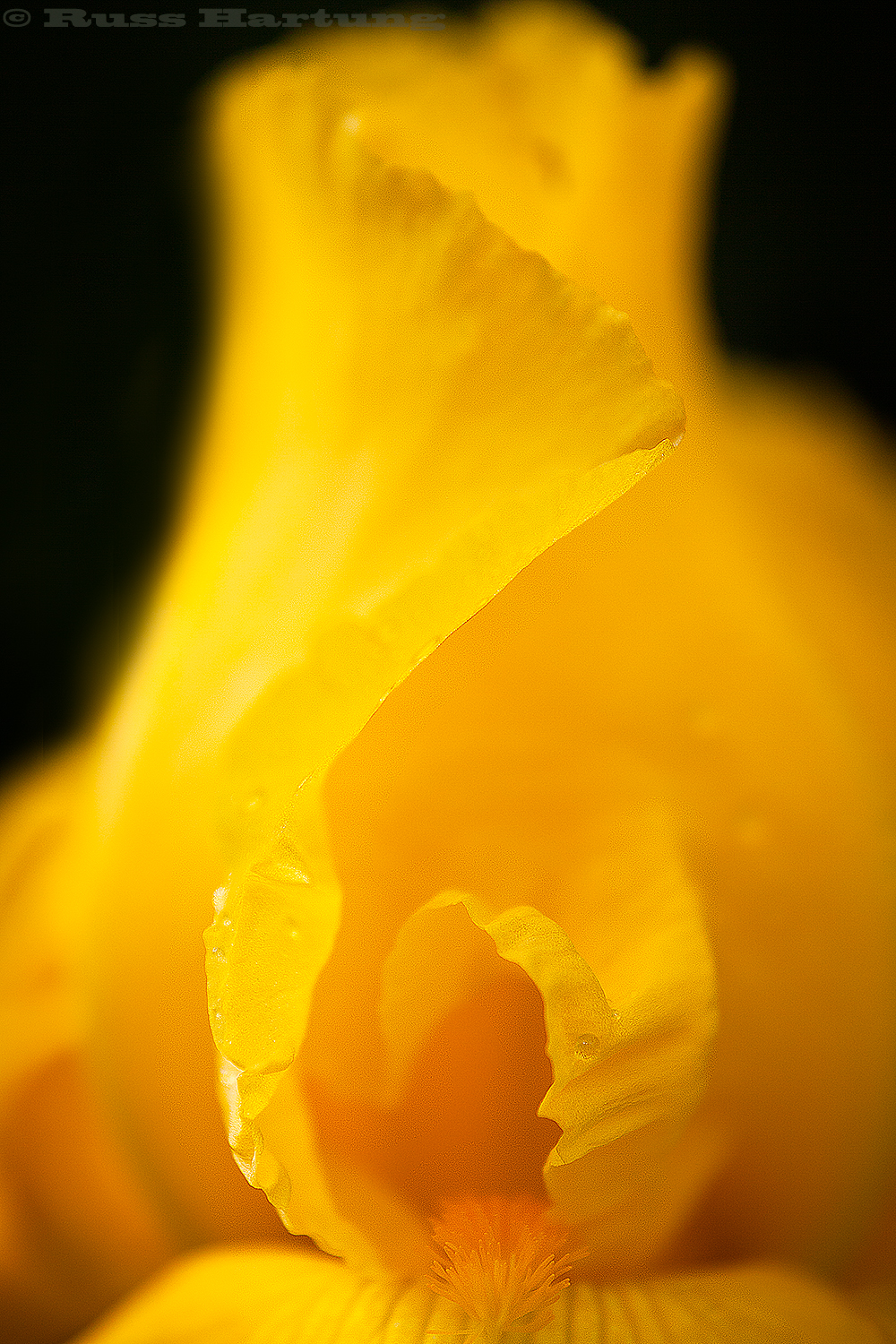 Yellow Iris spiral. 