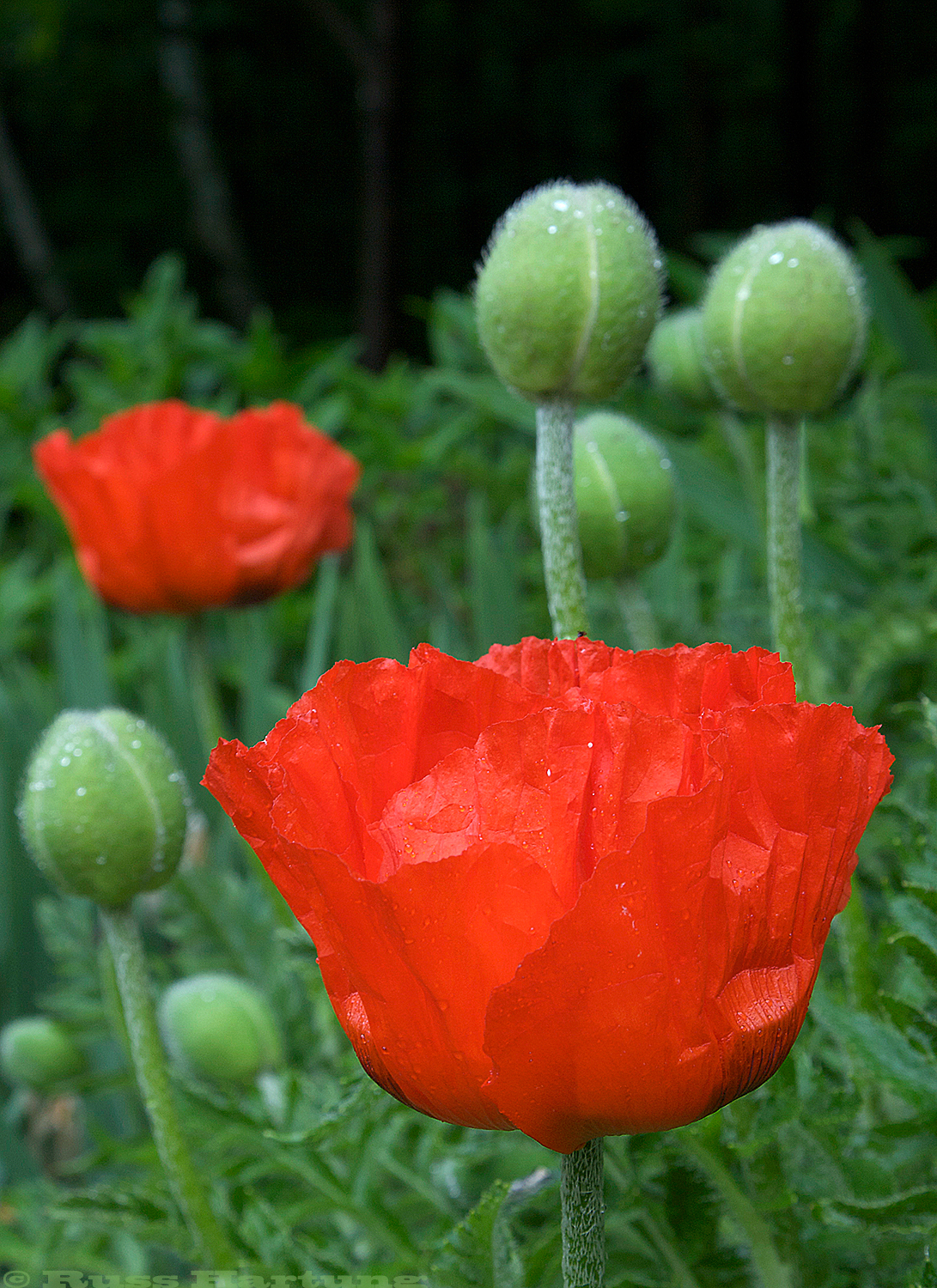 Poppy buds and flowers. 