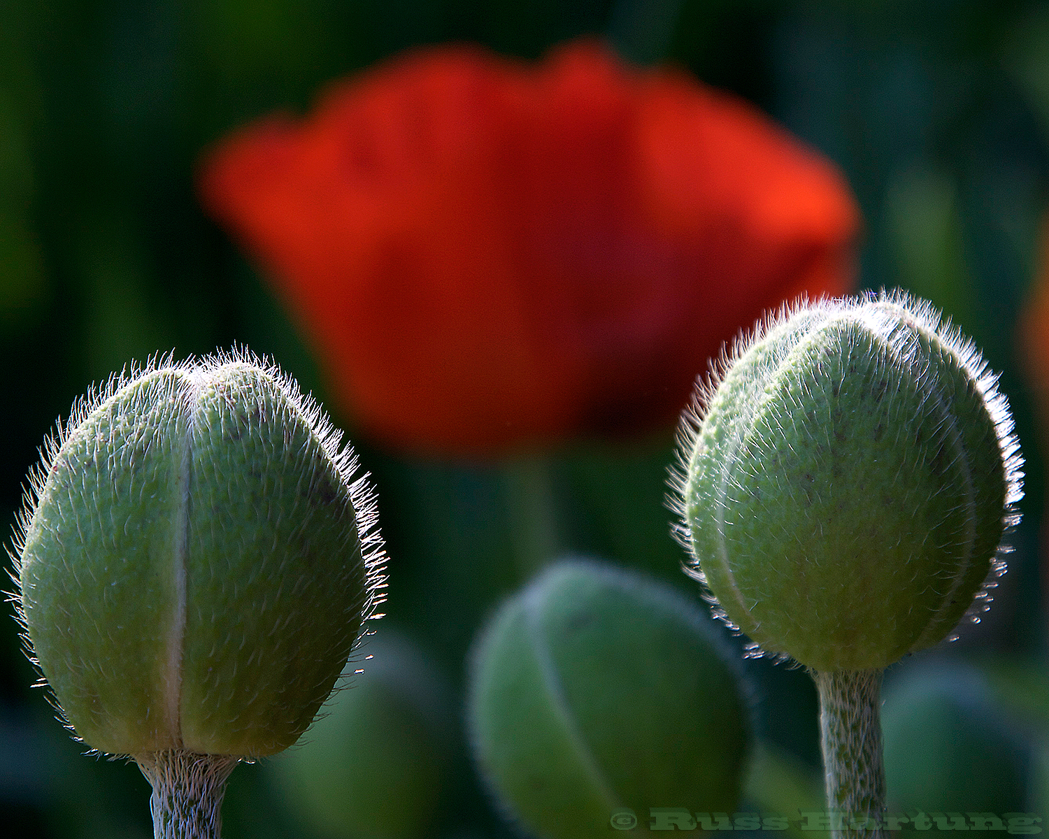 Poppy buds and flower 2.
