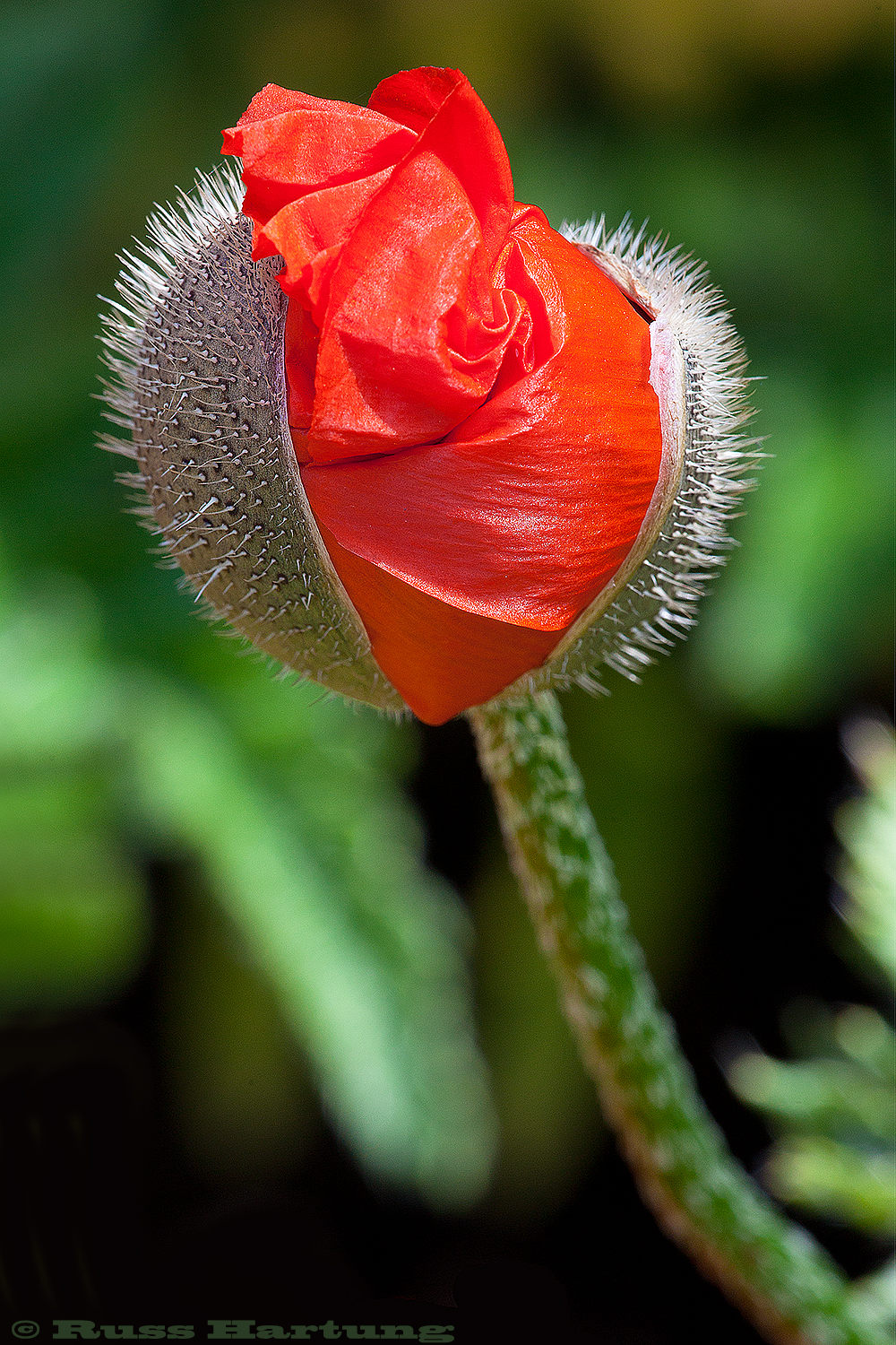 Poppy blossom just breaking out of it's bud. 