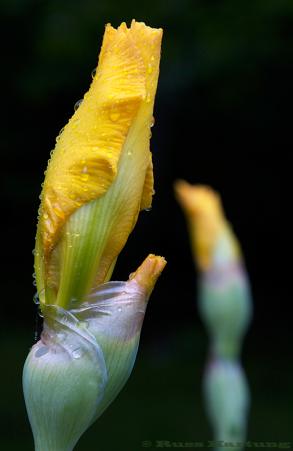 A pair of blossoming yellow irises. 