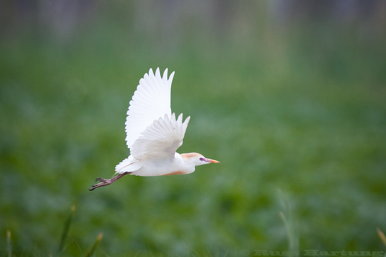 Cattle Egret in flight. Orlando Wetlands Park, Florida.