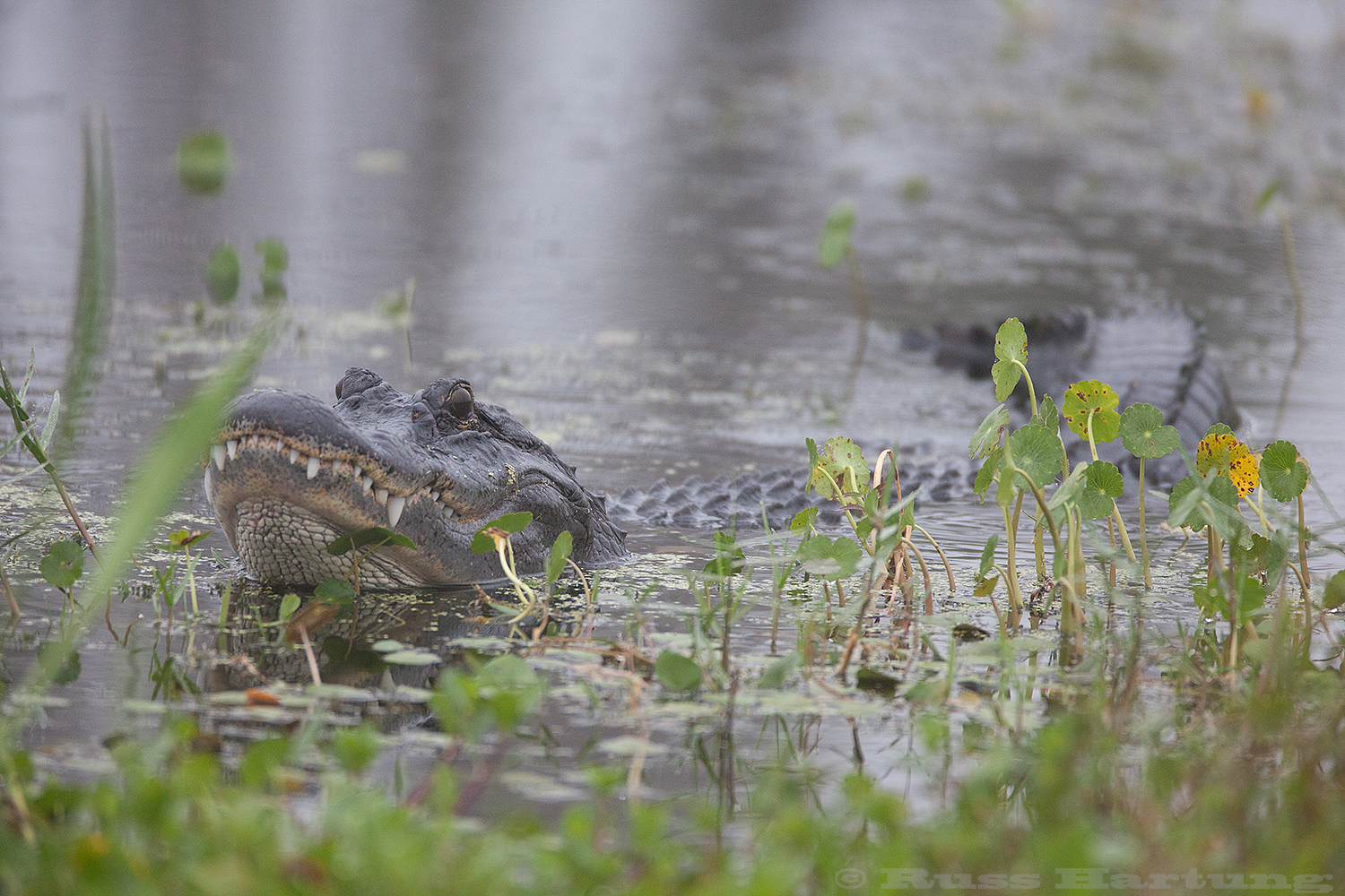 Alligator making a territorial display - Orlando Wetlands Park - Florida. When I first heard him growl I thought it was a Harley. 