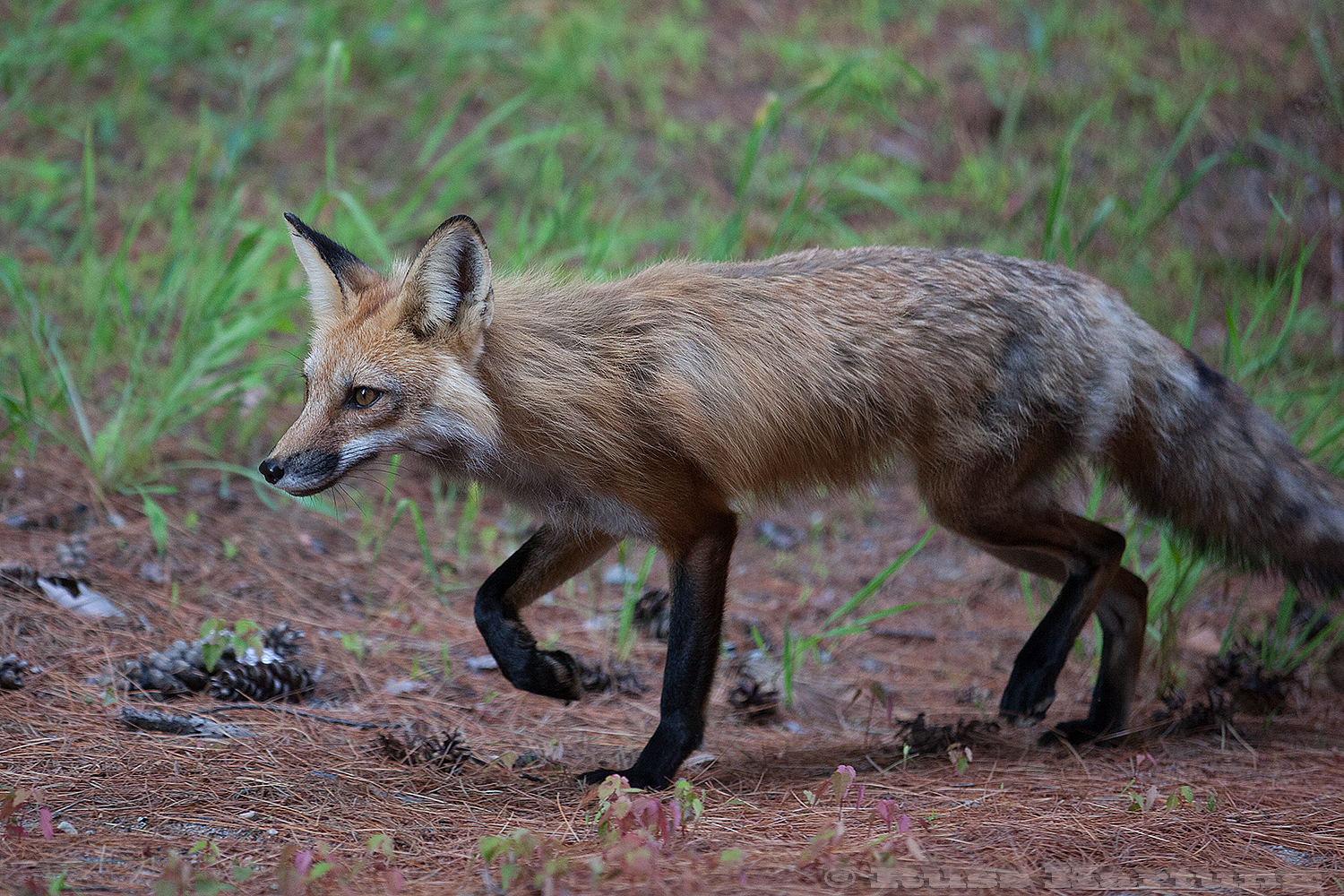 Red Fox. Adirondack Park. 