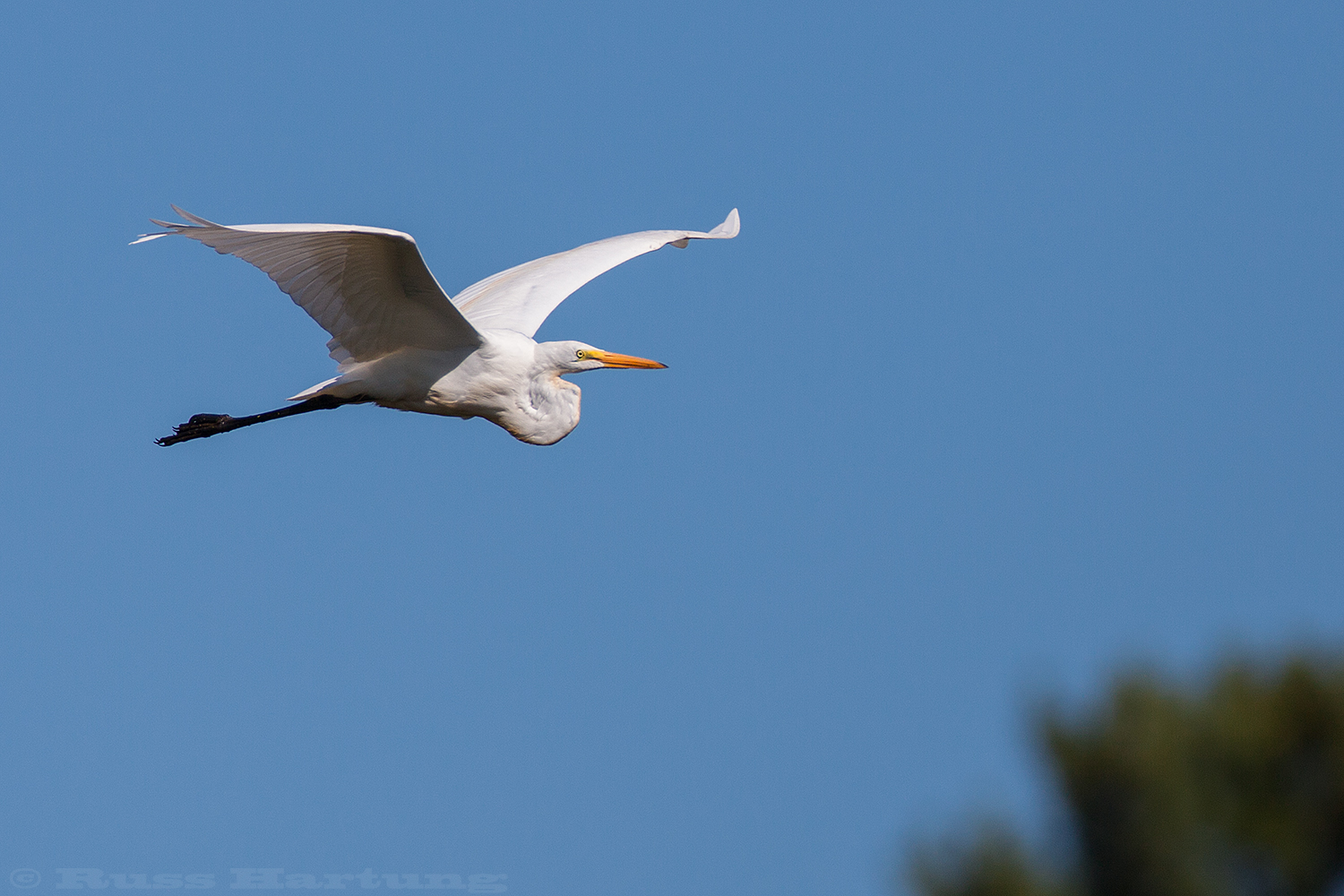 Great Egret in flight. Ausable Point, Adirondack Park. 