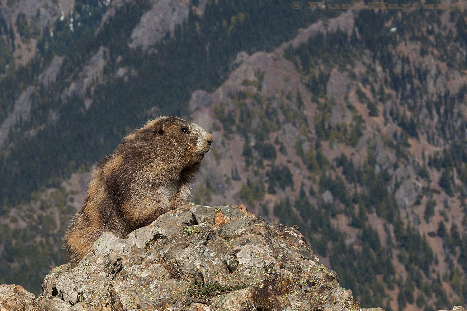 Marmot. Hurricane Ridge - Olympic National Park, Washington. 