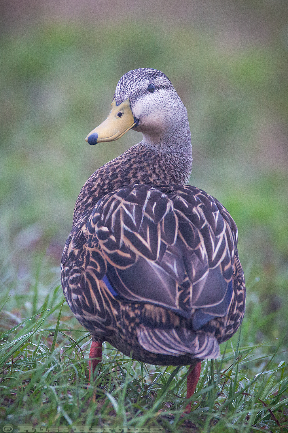 Mottled Duck - Orlando Wetlands Park, Florida. 