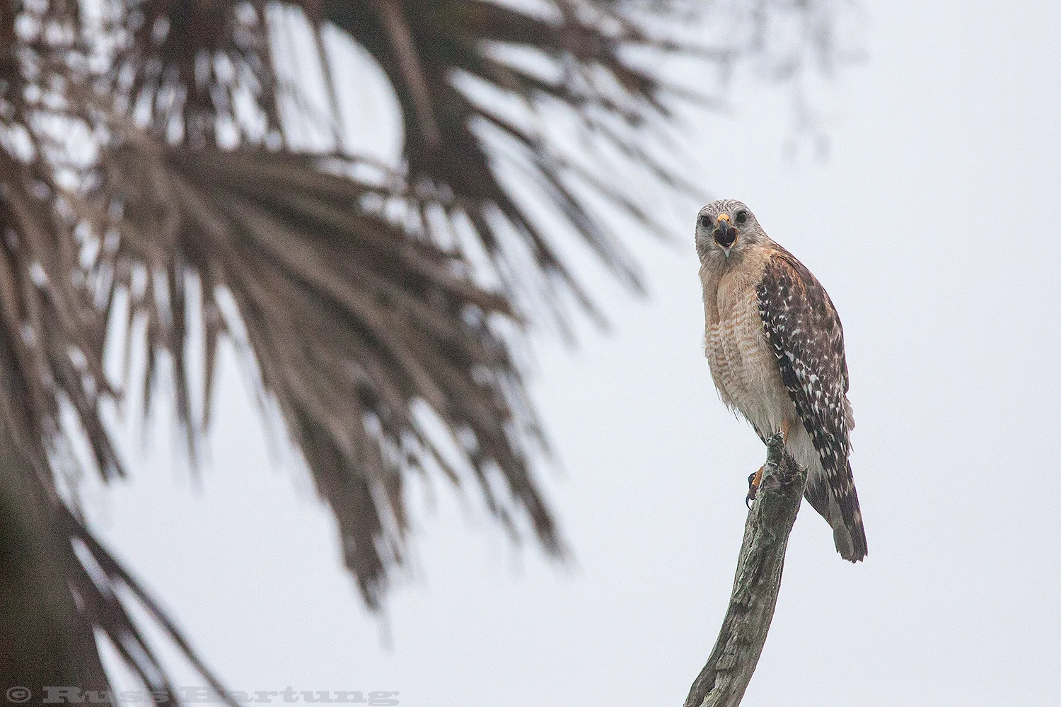 Red Shouldered Hawk - Orlando Wetlands Park, Florida.