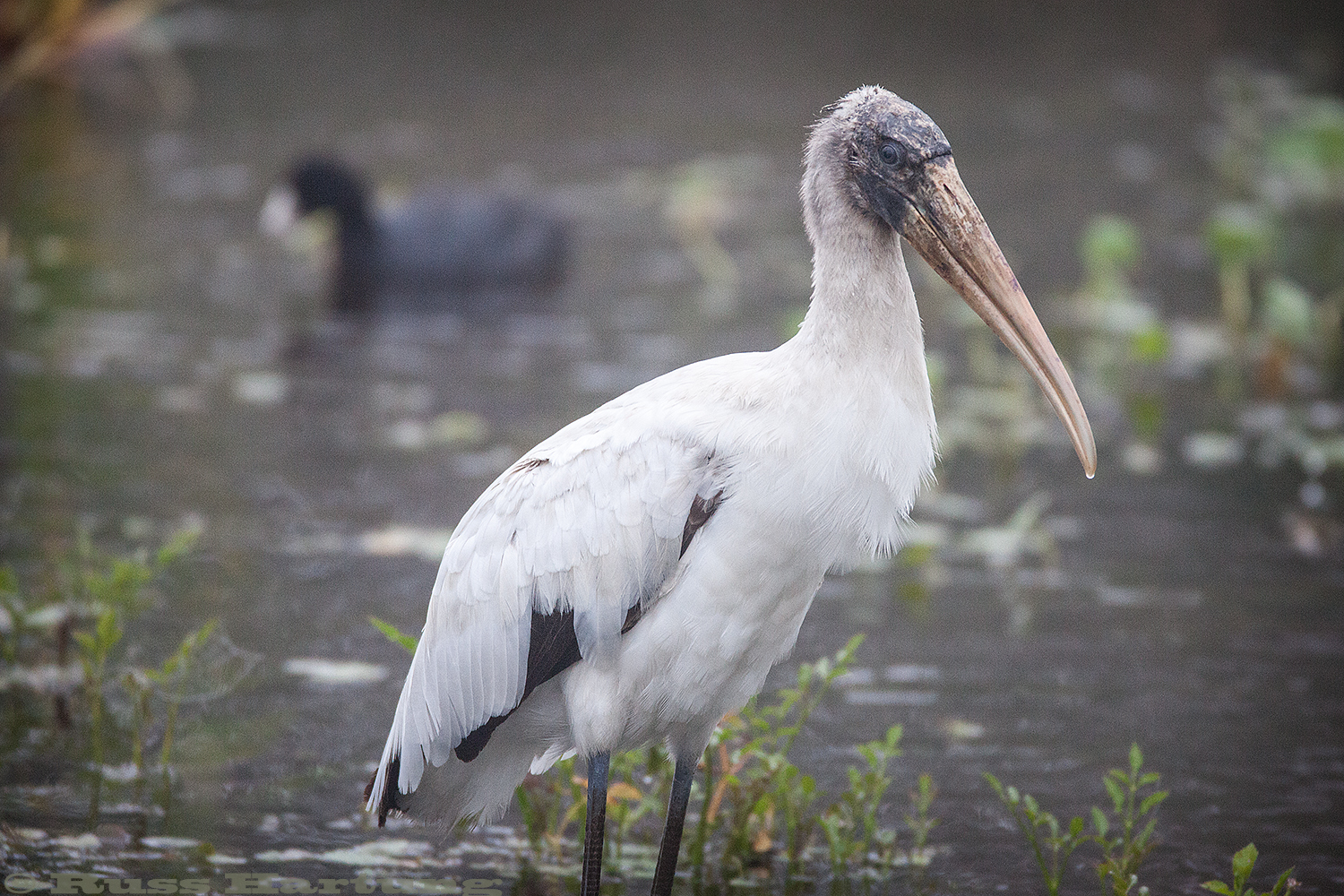 Wood Stork - Orlando Wetlands Park, Florida. 