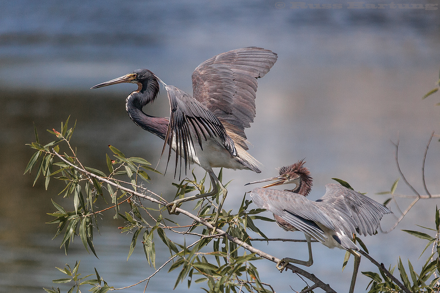 Two tricolored Heron's battling over a perch. Palmetto Bluff, South Carolina.  