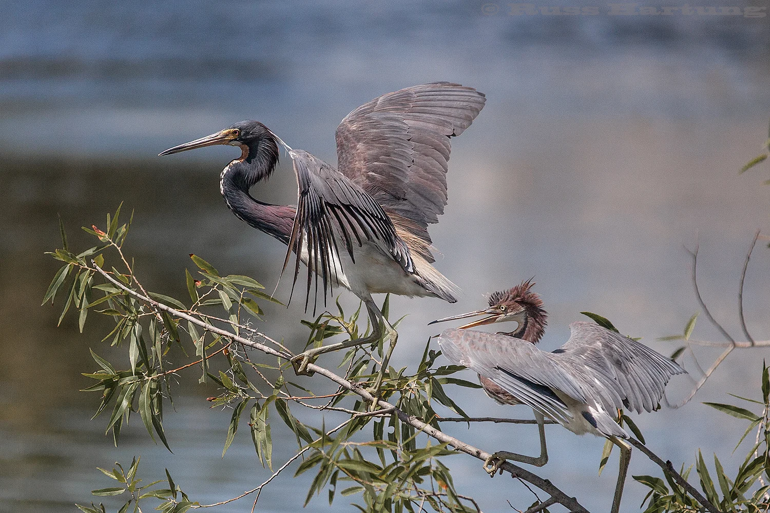 Two tricolored Heron's battling over a perch. Palmetto Bluff, South Carolina.