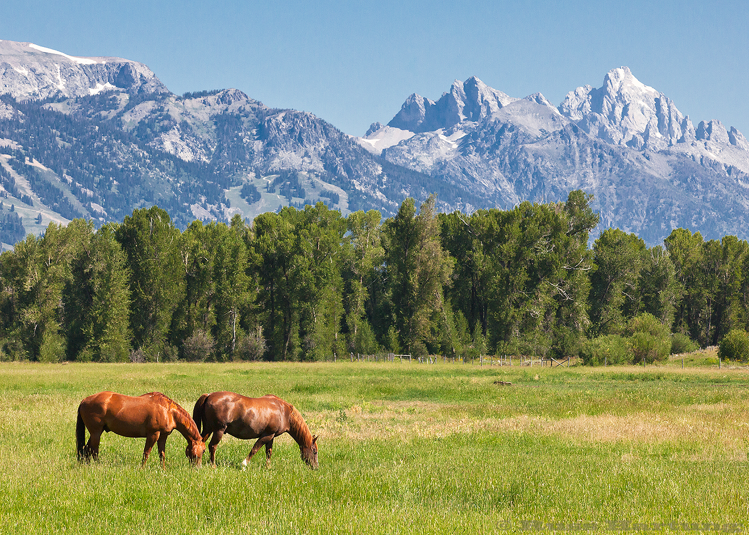 A horse pasture in Jackson, Wyoming with the Tetons in the background. 