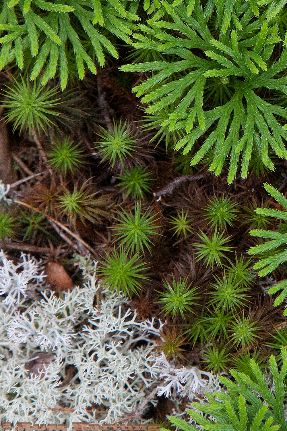 Forest floor. 