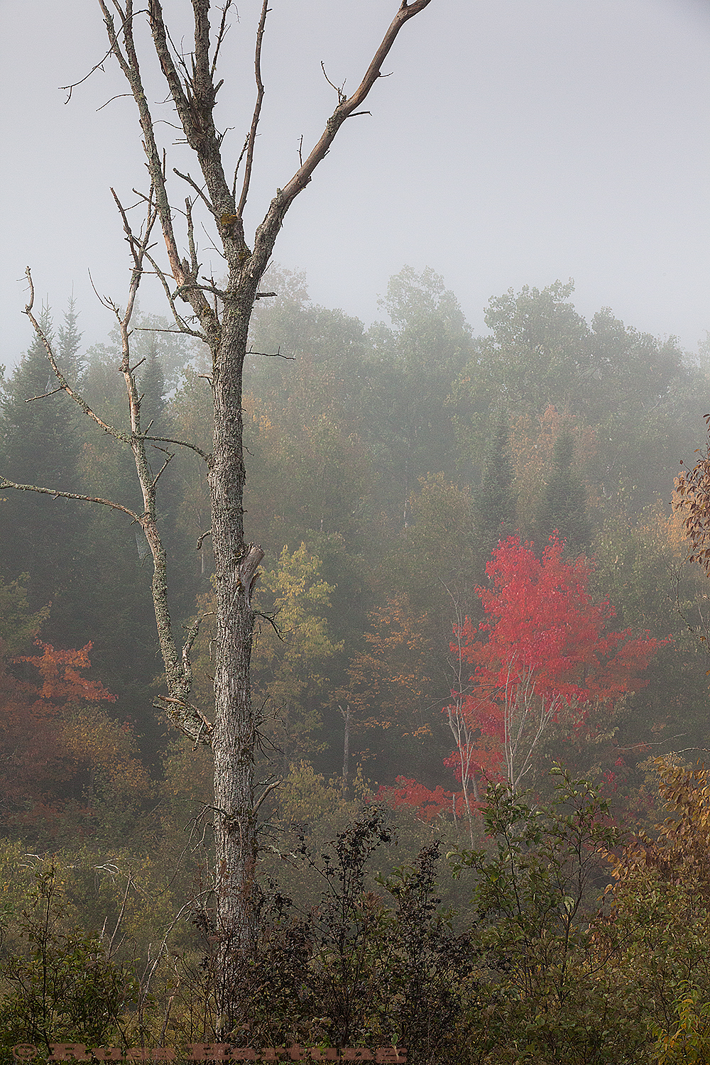 First Fall colors emerge on a misty morning. 