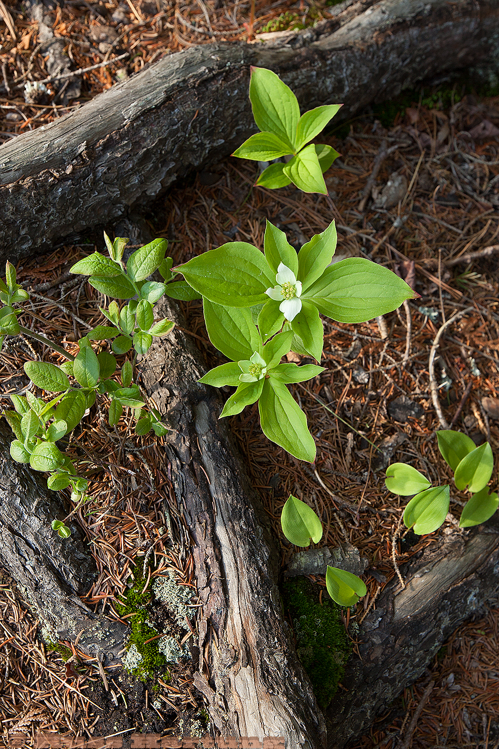 Roots and wildflowers. 