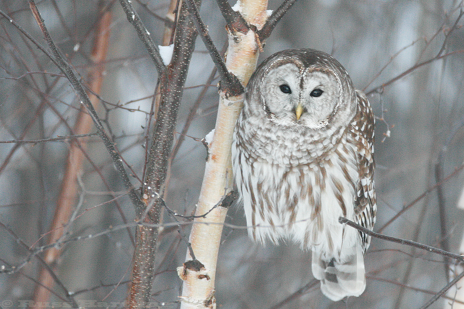 Barred Owl. 