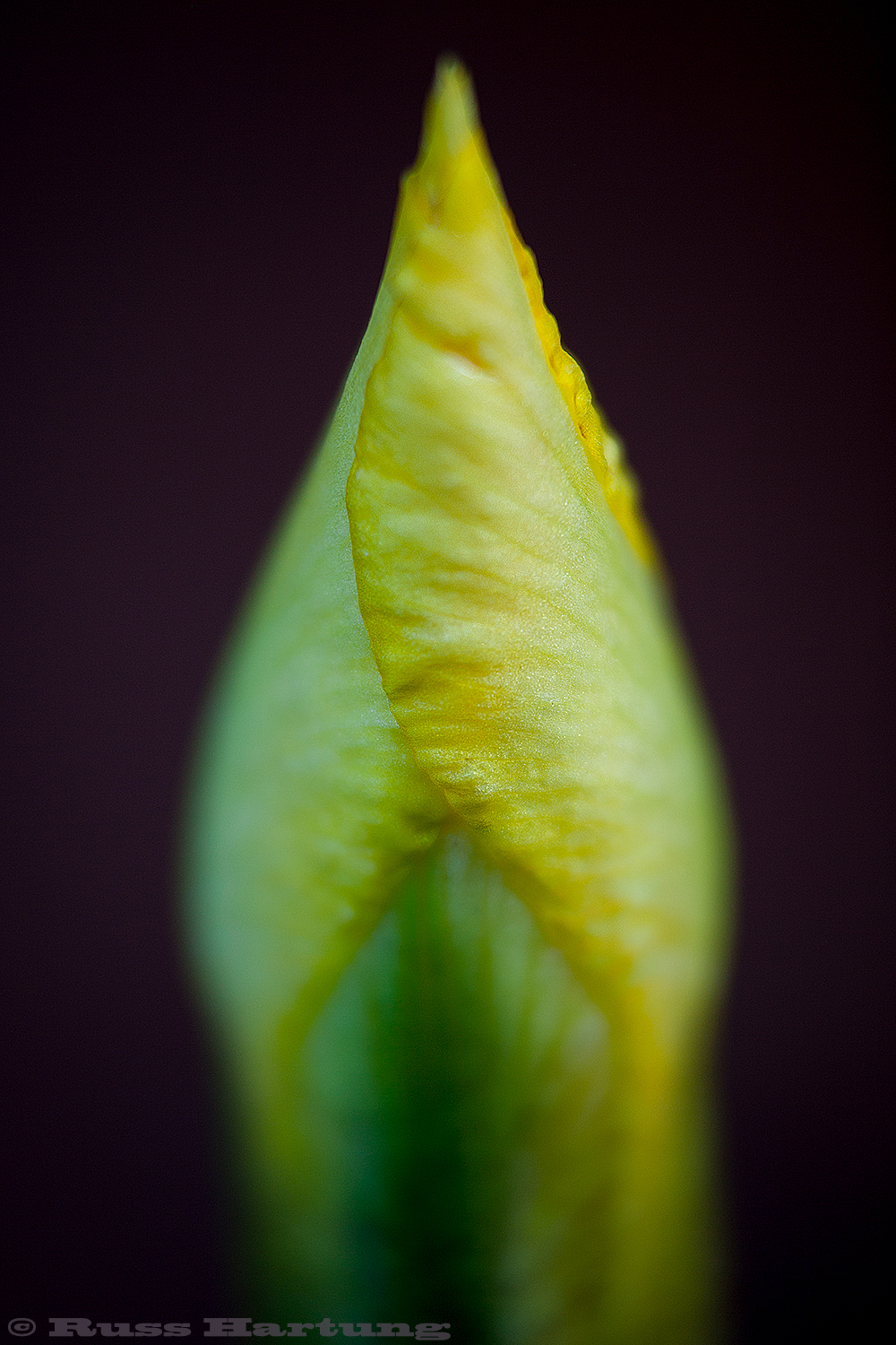 Pointed bud. 