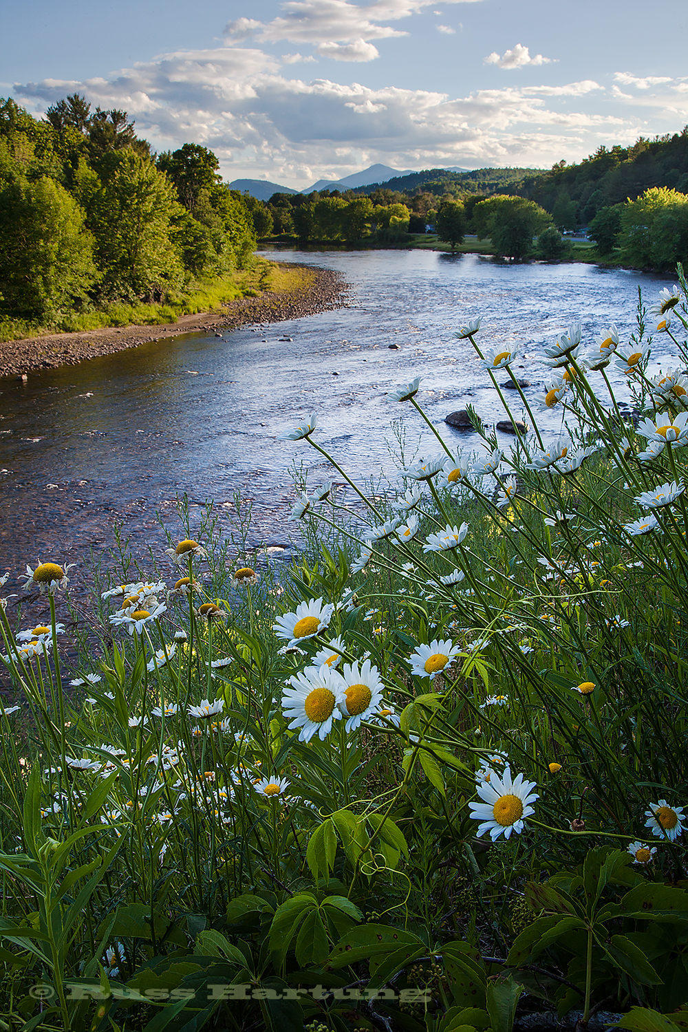 Daisies in bloom along the West Branch of the Ausable River near Ausable Forks. 