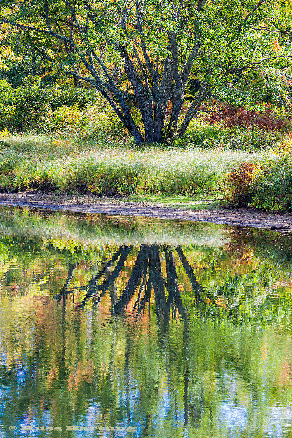 I like the broken reflection of this tree near Lower Saranac Lake. The same spot about 2 weeks later was barren looking after all the grass had died and the leaves had fallen. 