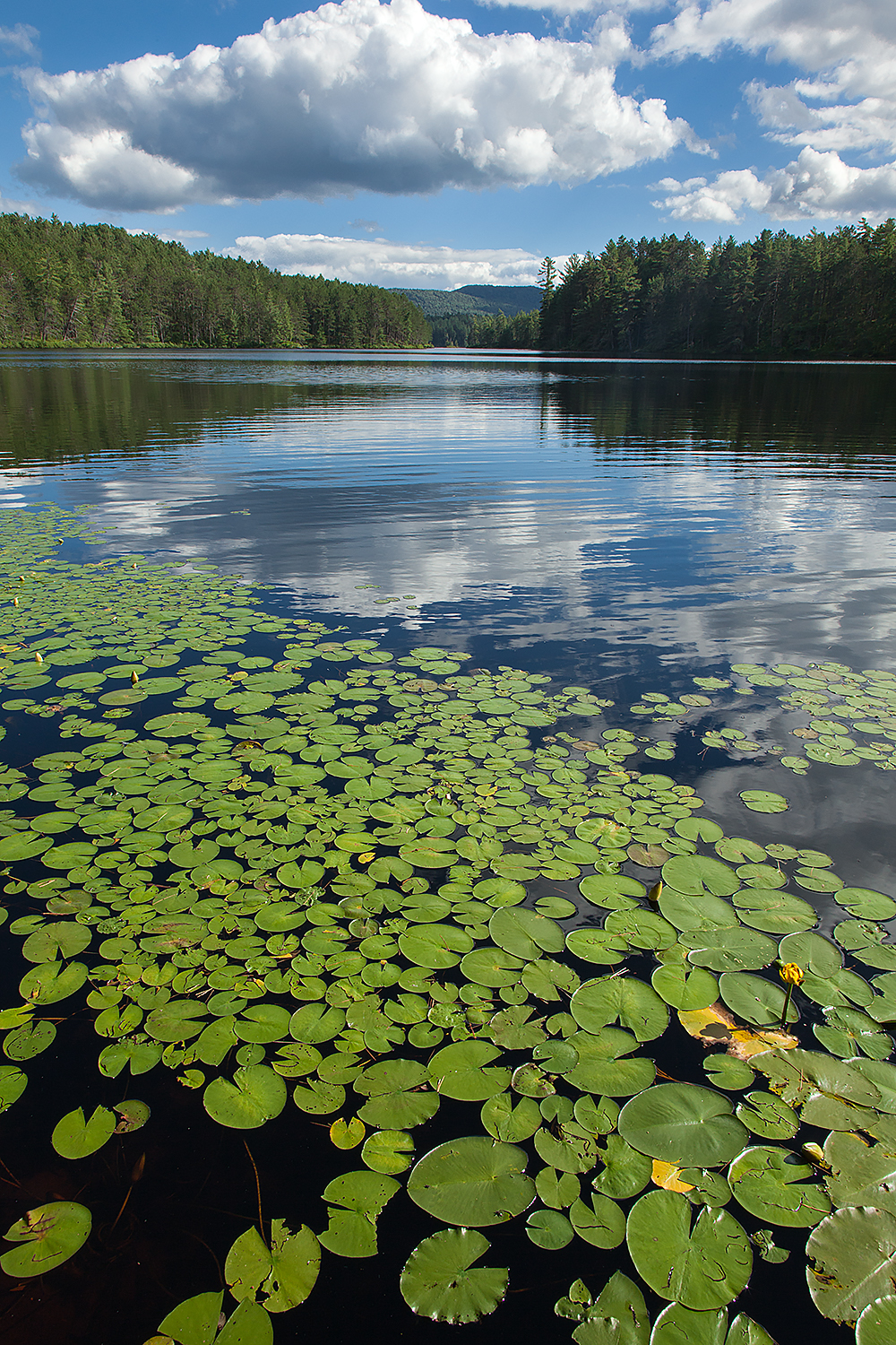 Water Lillies and puffy clouds over an Adirondack lake. 