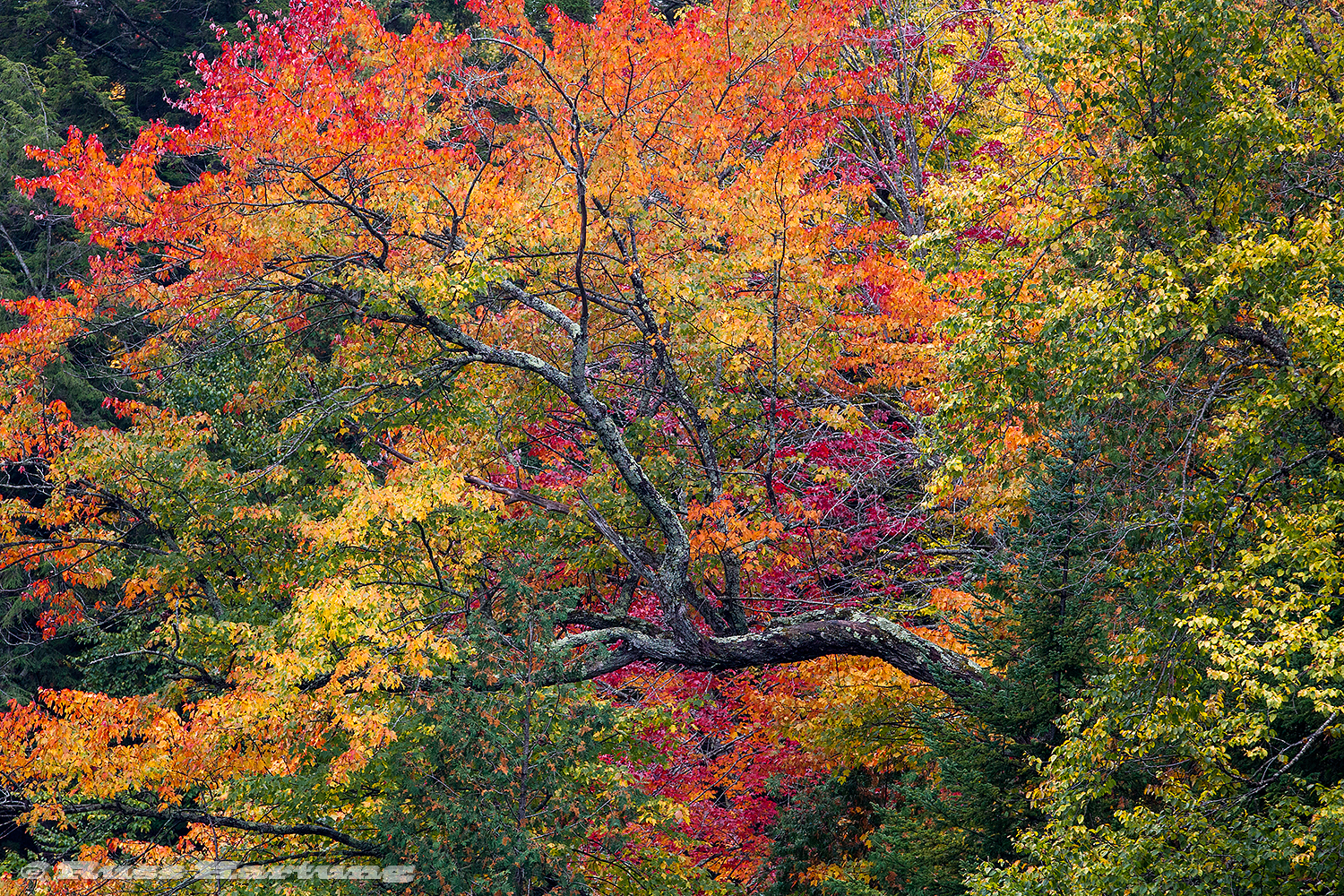 The colors this fall were spectacular. This scene was taken from my kayak on the upper Hudson River. A cloudy, wet day during peak foliage season always serves to make the colors seem more vibrant. 