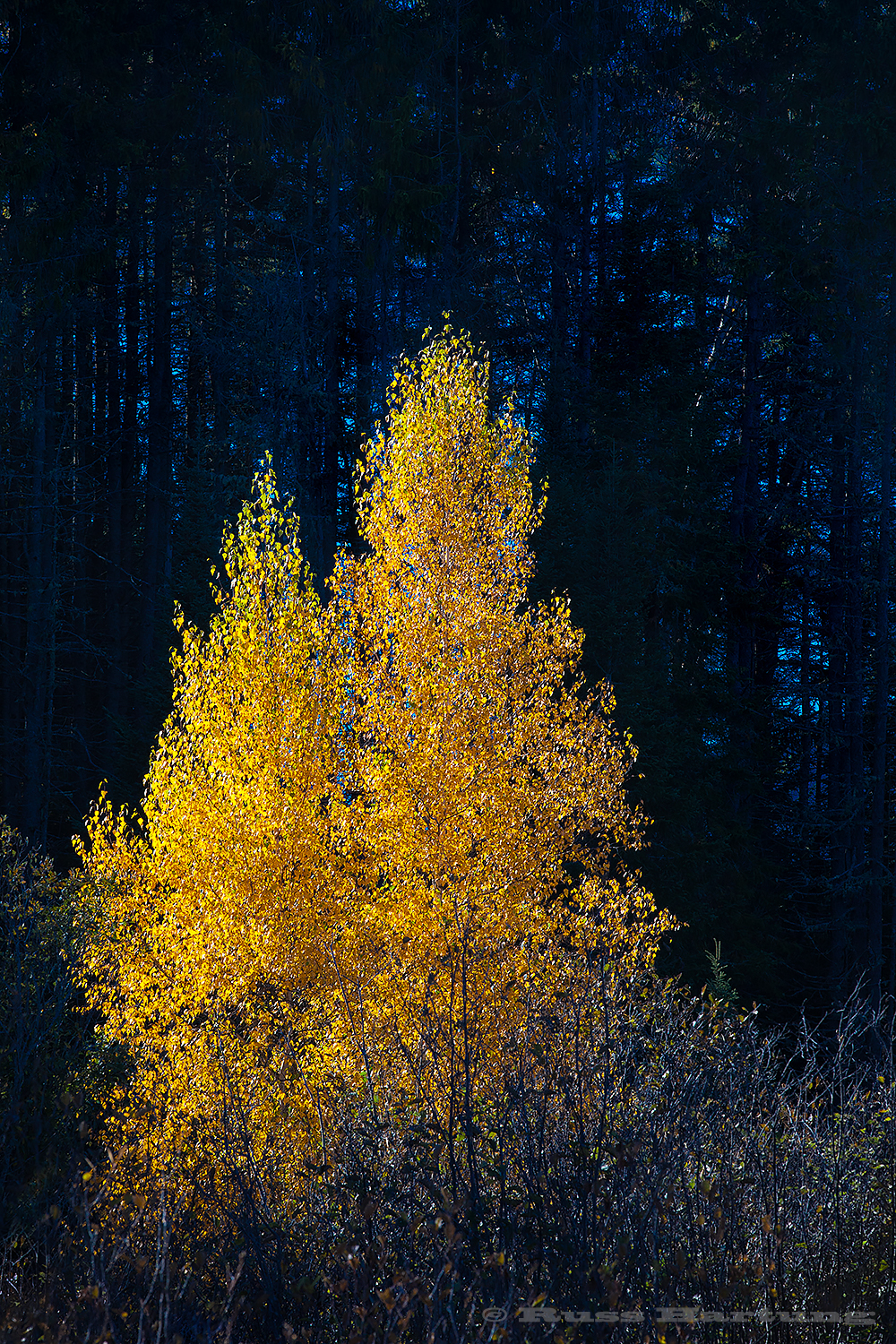 The low angle of the sun lit up this tree while leaving the background nice and dark. 