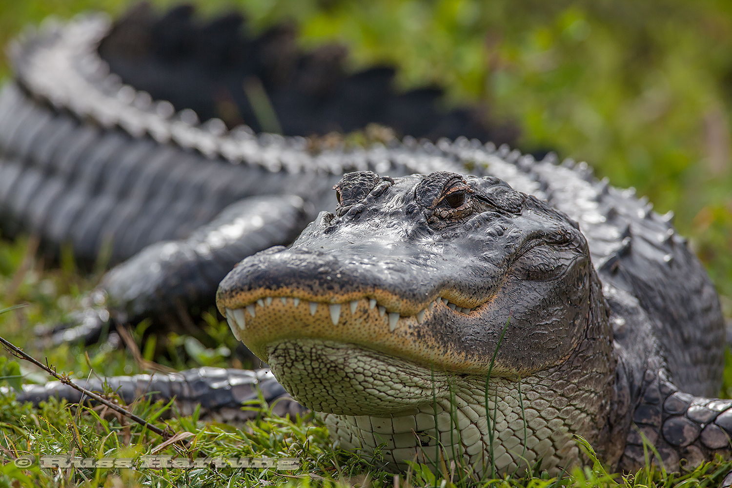 Aligator in the Orlando Wetlands Park. 