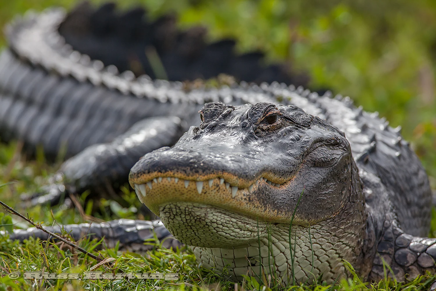 Aligator in the Orlando Wetlands Park.