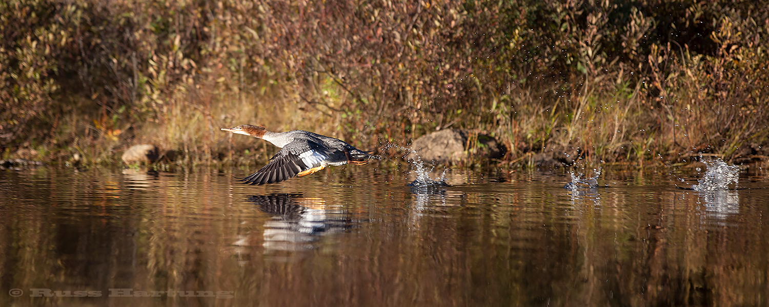 Female common merganser taking off by first running across the water before getting airborne. 