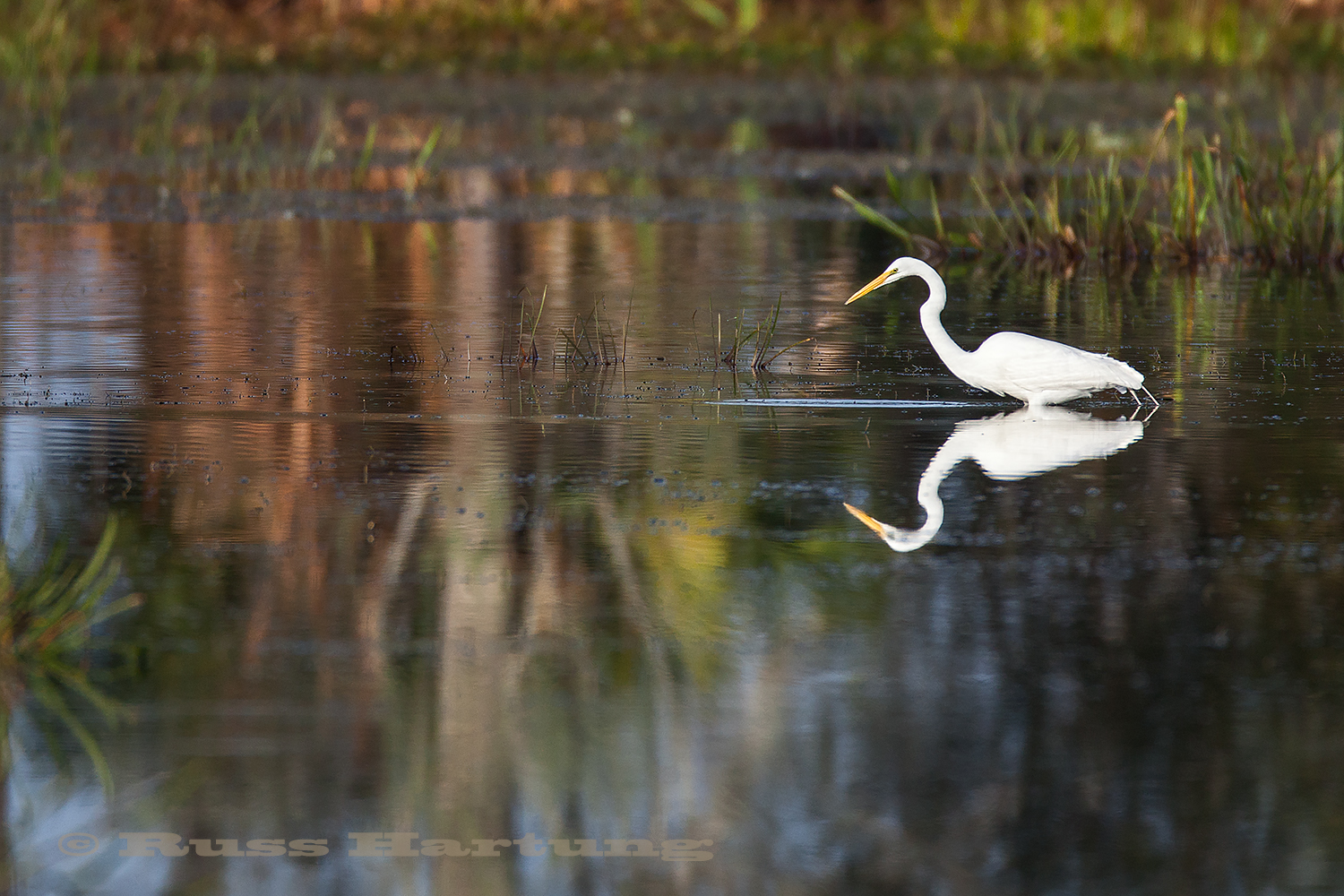 Egret fishing in the Orlando Wetlands park during spring migration.