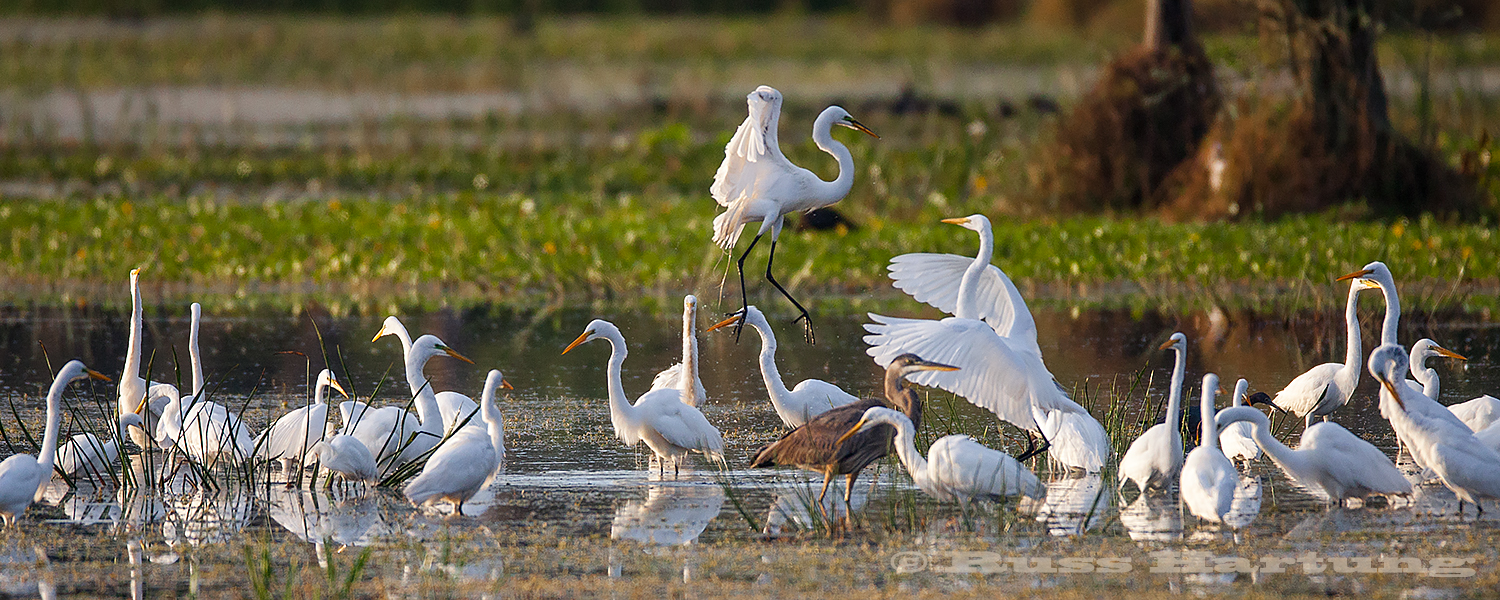 Two Great Egrets challenging each other in the Orlando Wetlands Park during Spring migration. 