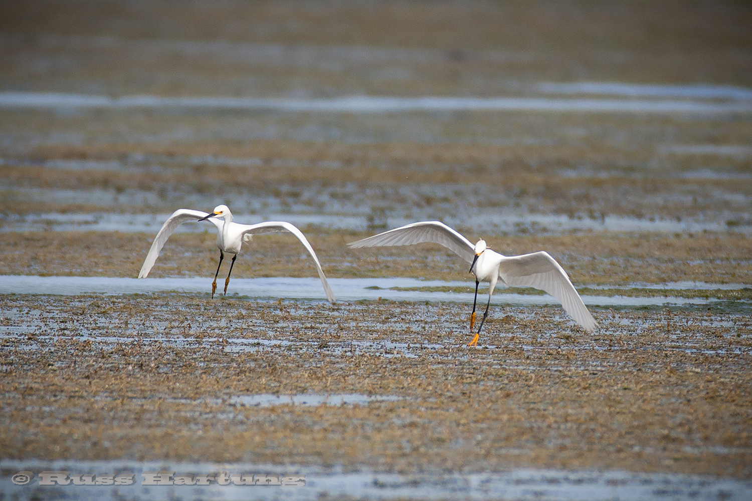 These two snowy egrets look like they're dancing as they look for fish. 