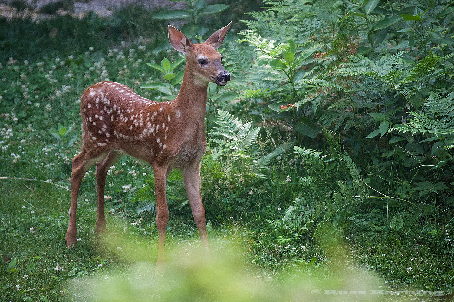 Young fawn in our backyard near the bird feeders. 