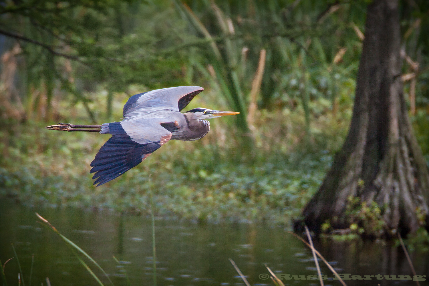 Great Blue Heron flying through the cypress swamps in the Orlando Wetlands Park during Spring migration. 