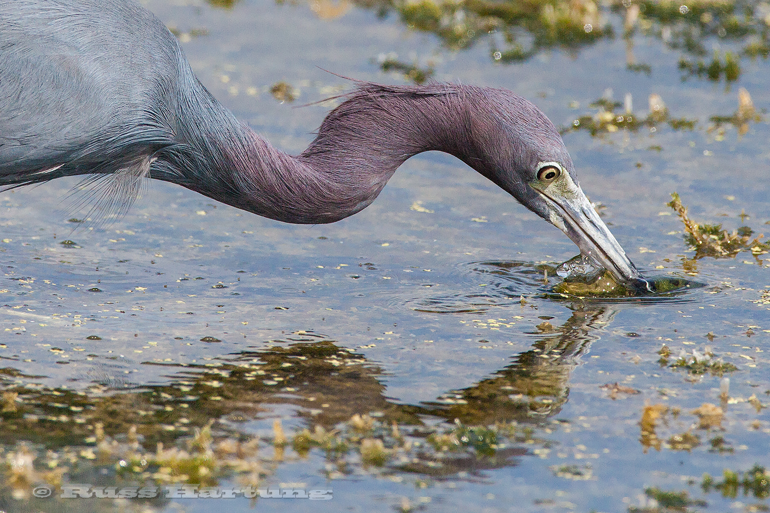 A Tricolored Heron strikes at a fish in the Orlando Wetlands Park. 