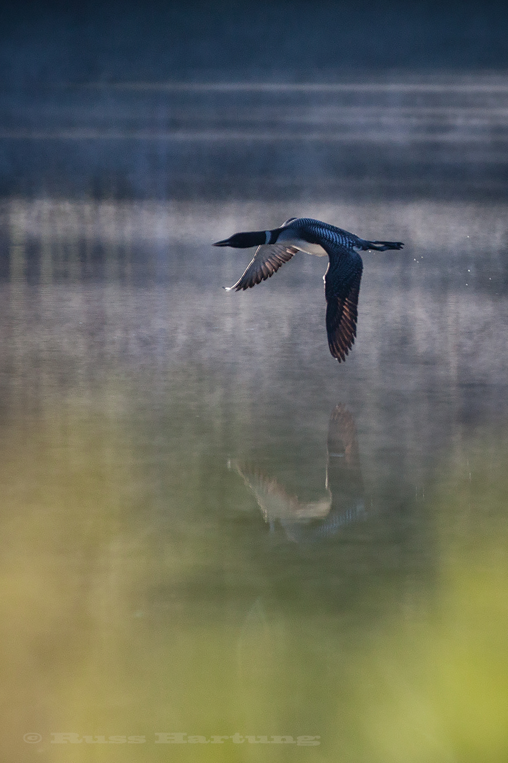 A loon flying low over a lake in the Adirondacks. The backlighting and still water create a great reflection. 