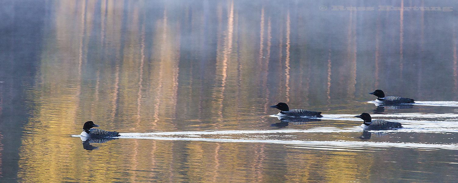 The lead loon (probably a parent) looks back to check on the rest of the family. 