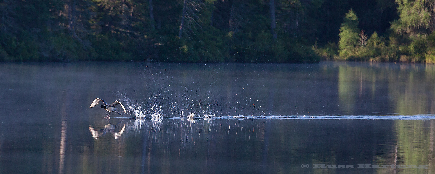 Loons run across the water for quite a ways before getting airborne. They are much more graceful underwater.  