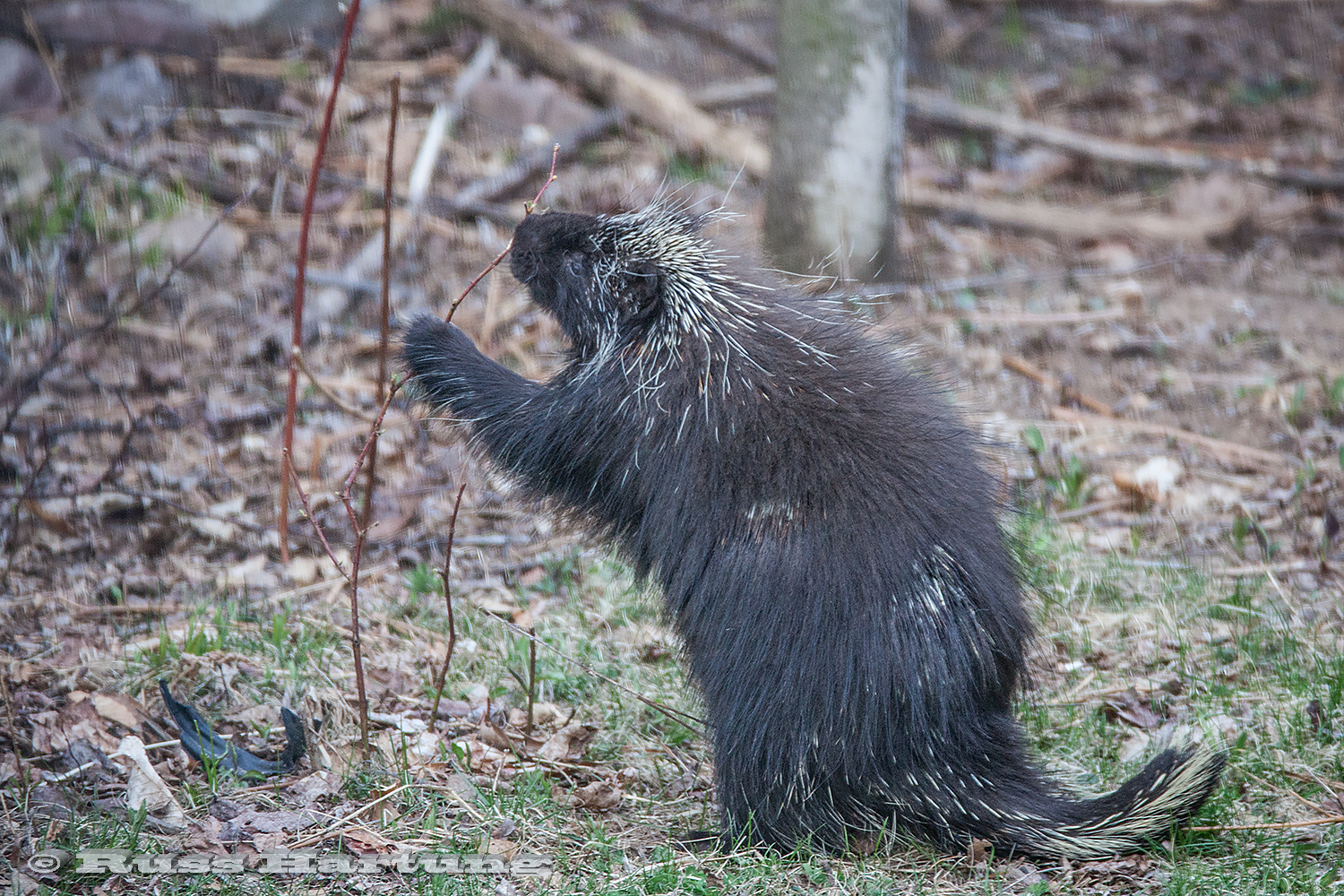  A porcupine eating buds off a sapling. 