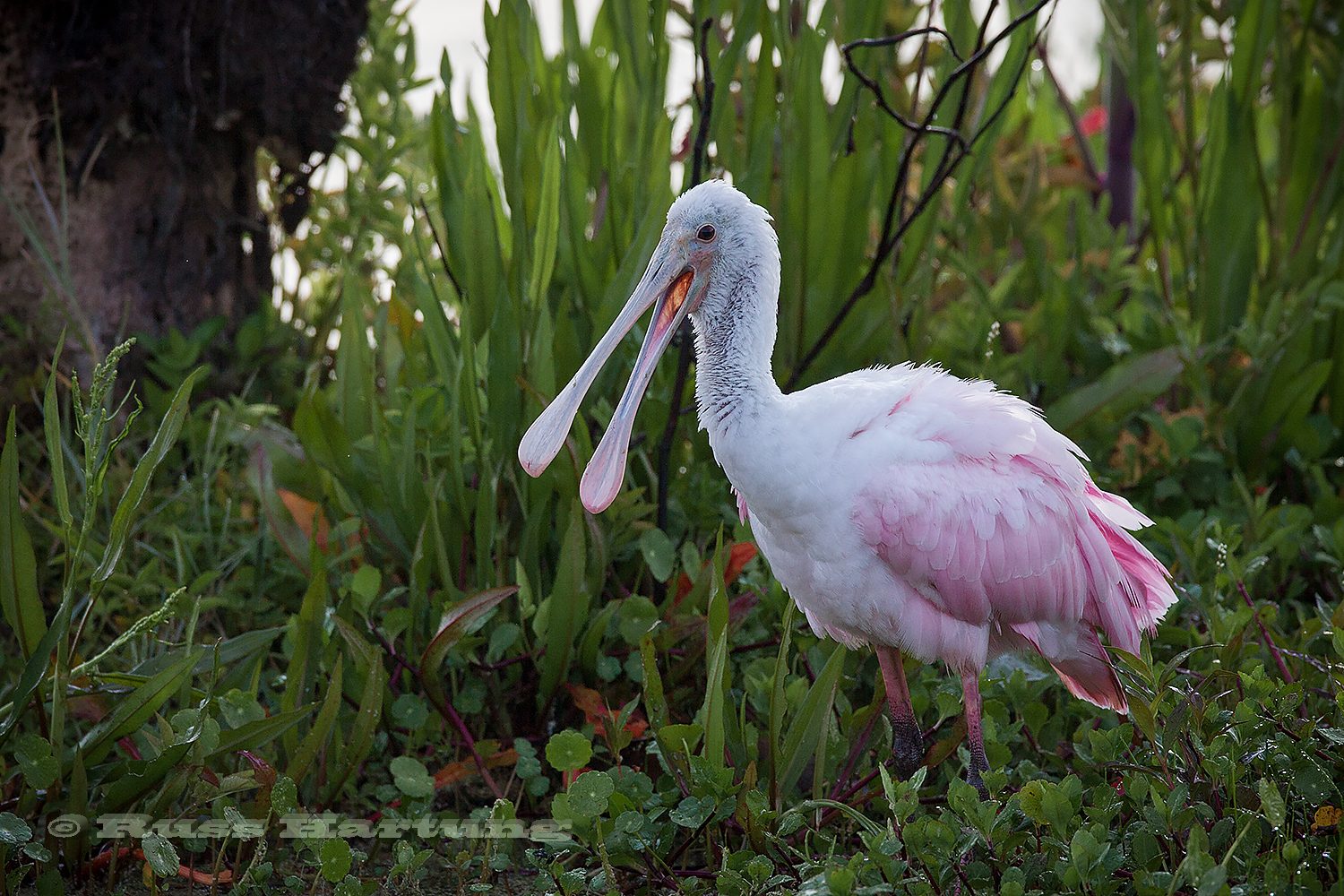 A Roseate Spoonbill in the Orlando Wetlands Park during Spring migration. 