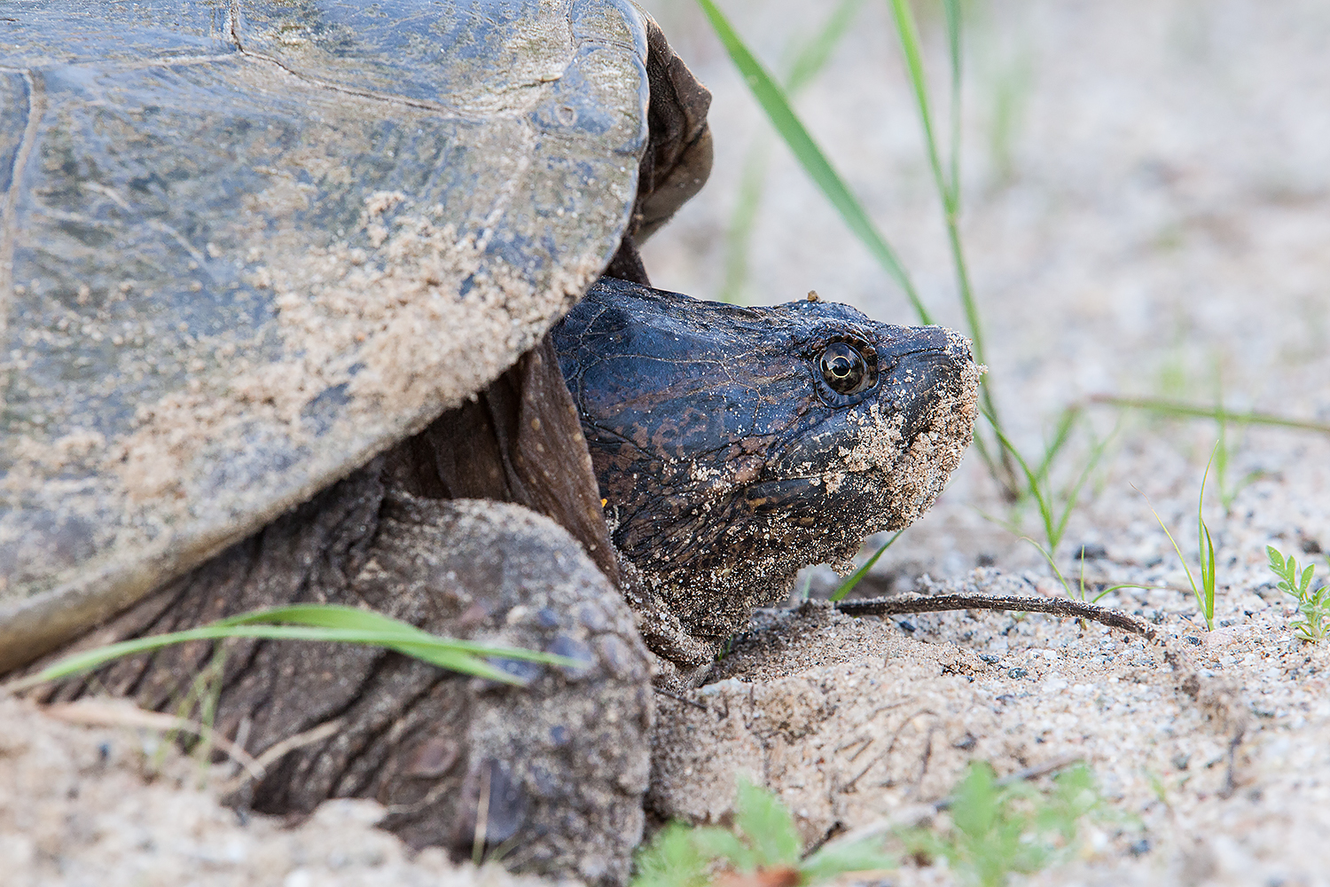  A snapping turtle gets ready to lay eggs in the sand in the Adirondacks. 